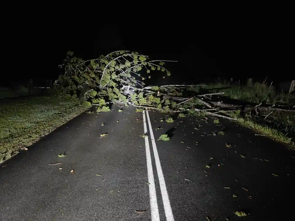 A large tree has fallen across a dark asphalt road at night, blocking the lane and scattering leaves and branches. The road…