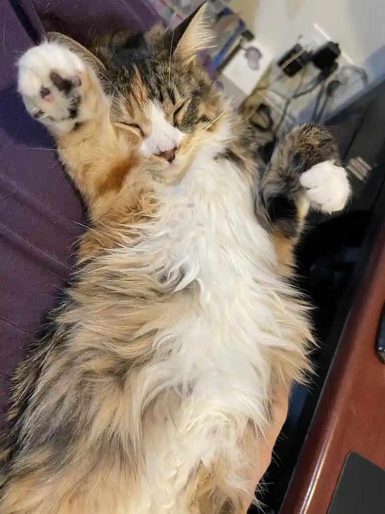 A fluffy calico cat is lying on its back with paws up, eyes closed, appearing deeply relaxed and asleep on a person's lap…