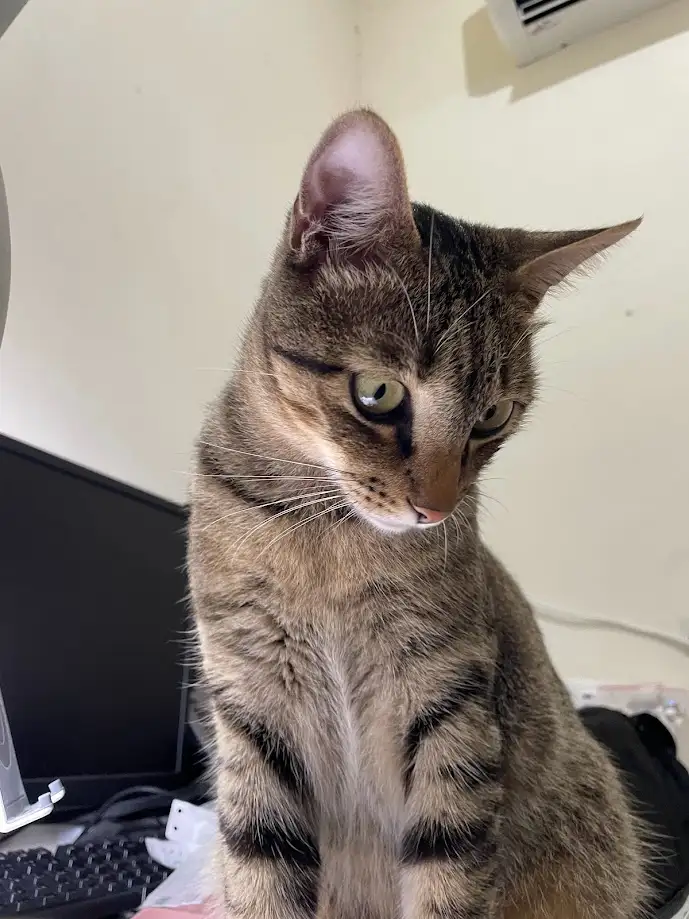 The Purrfect Feline Friend