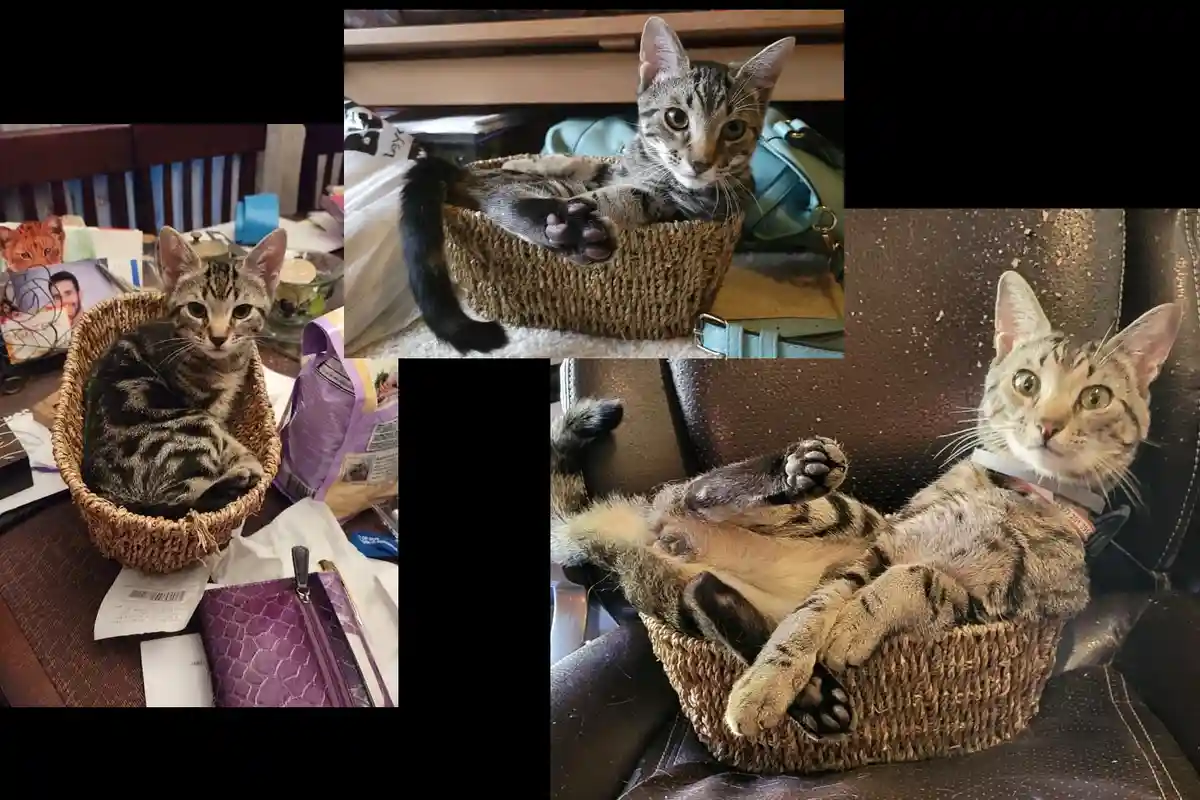 A collage of three photos shows a tabby cat lounging in a woven basket in different settings: on a cluttered table, on a…