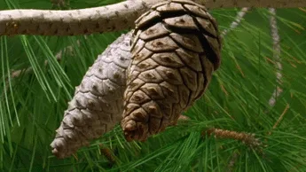 a sequence of six images shows two pinecones hanging from a branch against green pine needles, with the right pinecone…
