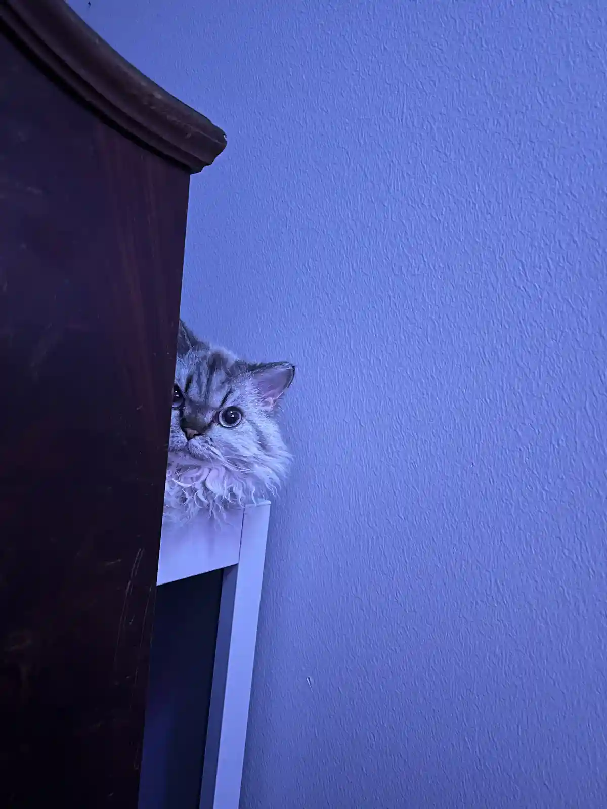 A fluffy silver tabby cat peeks out from behind a dark wooden piece of furniture against a textured blue wall, its wide eyes…