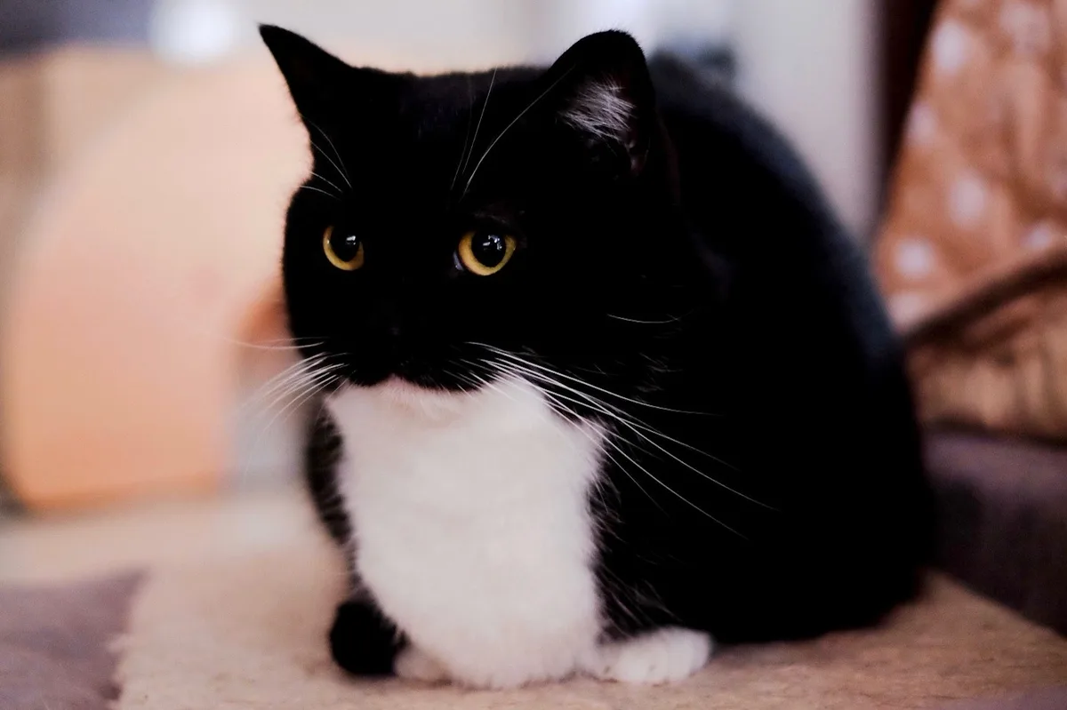 Rocking the Tuxedo Like a Pro