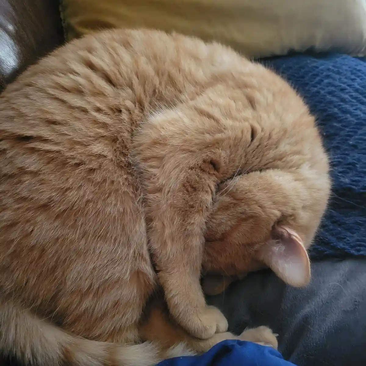 A fluffy orange tabby cat is curled into a tight ball, sleeping soundly on a dark surface next to a blue textured blanket…