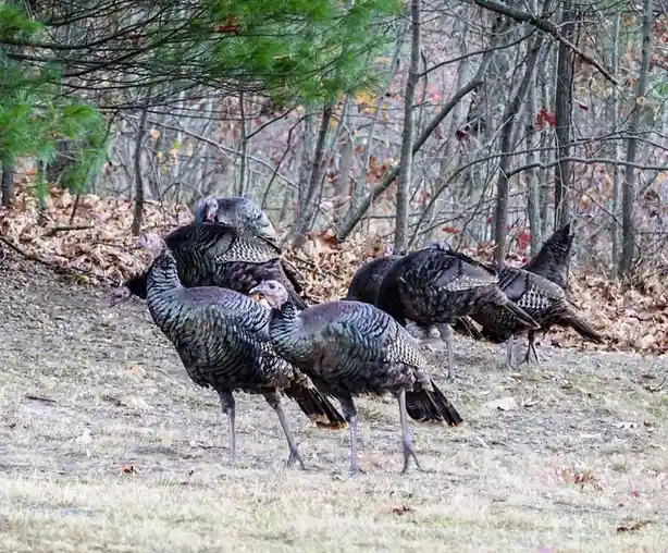 The Unexpected Adventures of Turkeys
