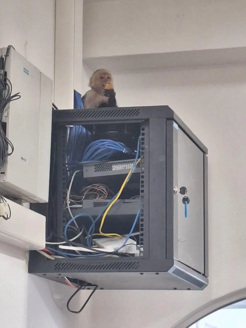 A monkey with light fur is perched atop an open server rack filled with tangled blue, yellow, and white cables, holding and…
