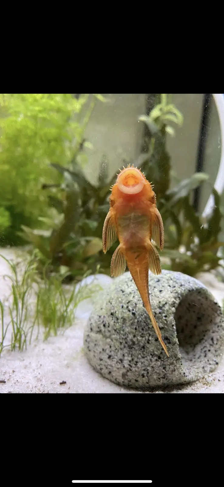 Meet the Bristlenose Pleco!
