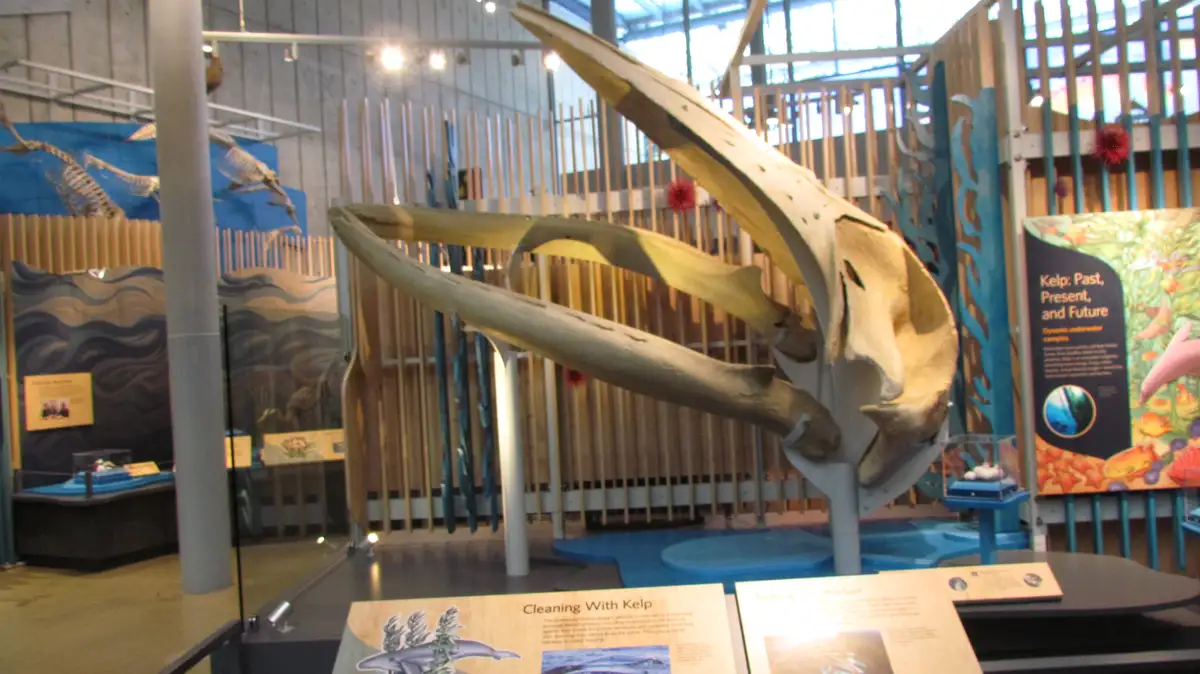 A large, mounted whale skull with massive jaws is displayed in a museum exhibit about kelp ecosystems. The skull is…