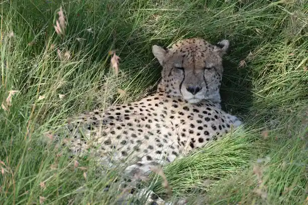 The Majestic Cheetah in Action