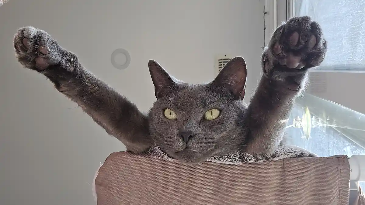 A gray cat with green eyes is lying on a pink fabric surface, both front paws raised upward with claws visible, looking…