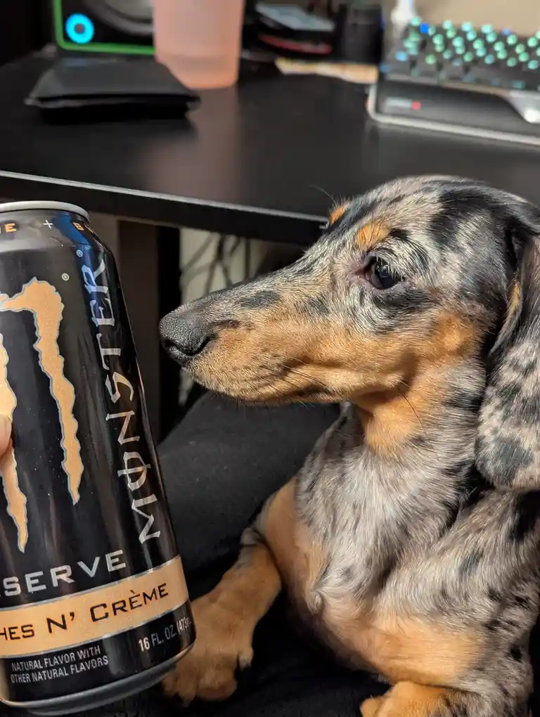 A dachshund with black, tan, and gray dapple fur sits on a person's lap, looking intently at a can of Monster Reserve 'Ches…