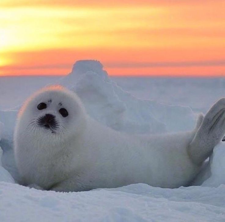 a fluffy white seal pup lies on snowy ice with one flipper raised, looking upward against a vibrant orange and yellow sunset…
