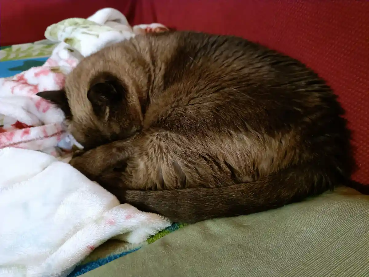 A brown cat is curled up tightly in a ball on a red couch, nestled among soft blankets, appearing deeply asleep. The…